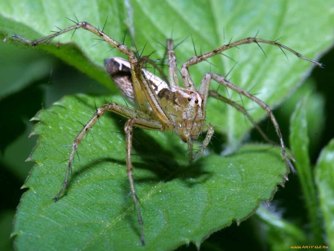 brownandwhitevietnameselynxspider, , 